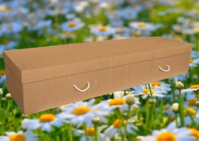 Daisies cardboard coffin